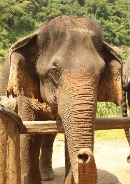 CMLocals Chiang Mai Locals Visa Border Runs border crossing trip planning